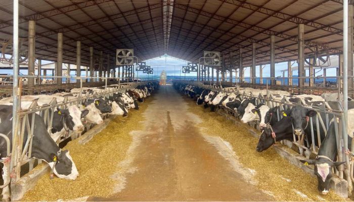 Crédito do BRDE à cadeia do leite do Paraná acelera 84% em 12 meses